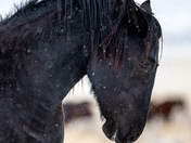 Onaqui Wild Horse Management Area