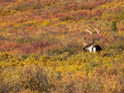 Denali National Park & Preserve