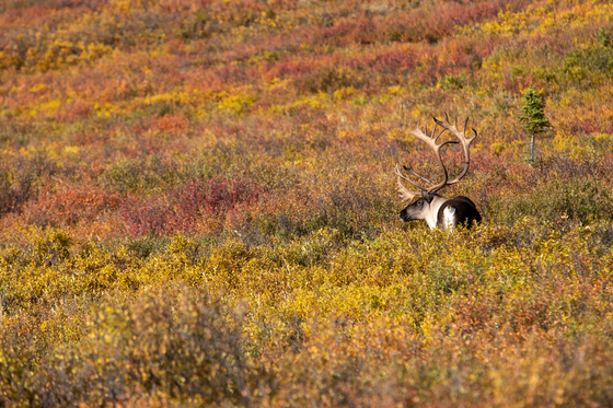 Denali National Park & Preserve