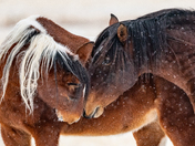 Onaqui Wild Horse Management Area