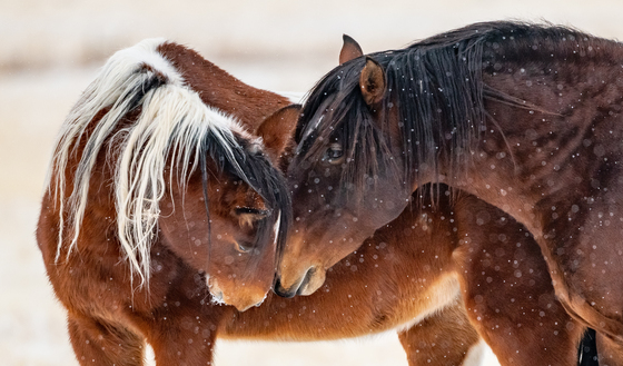 Onaqui Wild Horse Management Area