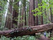 Redwood National Park