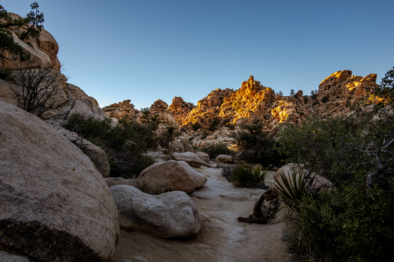 Joshua Tree National Park