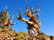 Inyo National Forest