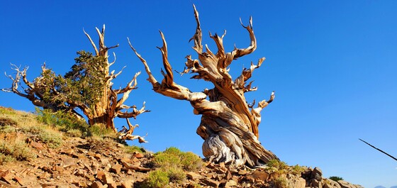 Inyo National Forest