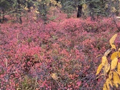 Denali National Park and Preserve