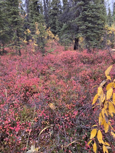Denali National Park and Preserve