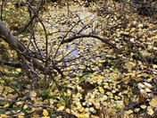 Denali National Park and Preserve