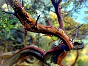 Huckleberry Botanic Regional Preserve