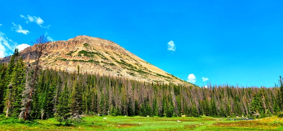 Uinta-Wasatch-Cache National Forest