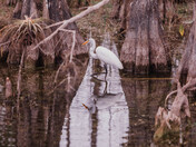 Big Cypress National Preserve
