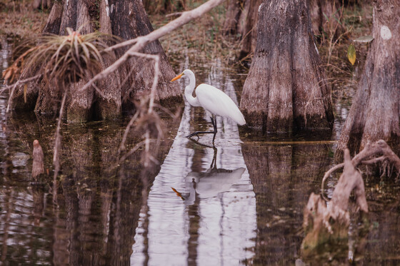Big Cypress National Preserve