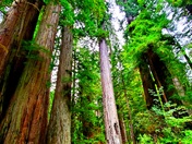 Redwood National Park