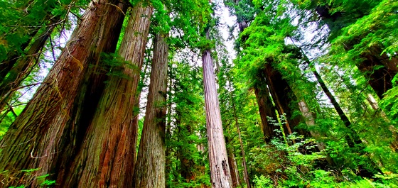 Redwood National Park