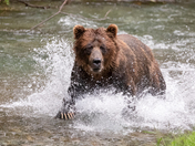Fish Creek Wildlife Observation - Tongass National Forest