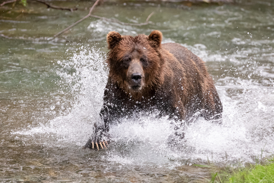 Fish Creek Wildlife Observation - Tongass National Forest