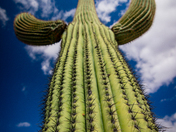 Saguaro National Park 
