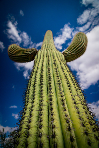 Saguaro National Park 