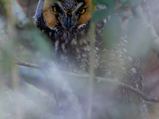 Long Eared Owl