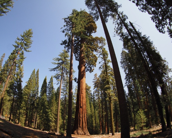 Yosemite National Park