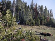 Yellowstone National Park