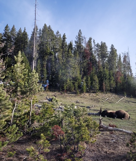 Yellowstone National Park