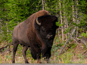 Yellowstone National Park