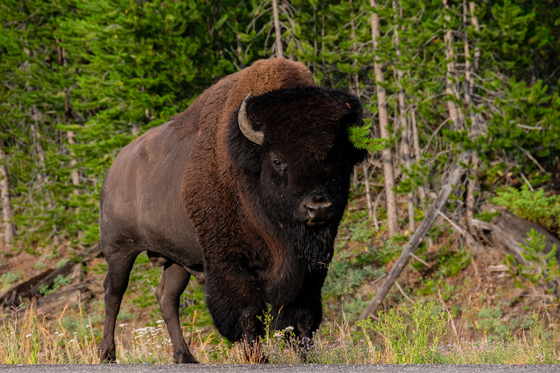 Yellowstone National Park
