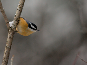 Rose breasted Nuthatch