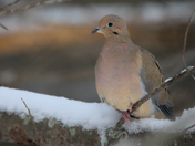 Mourning Dove 