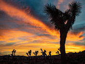 Joshua Tree National Park