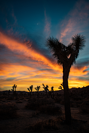 Joshua Tree National Park