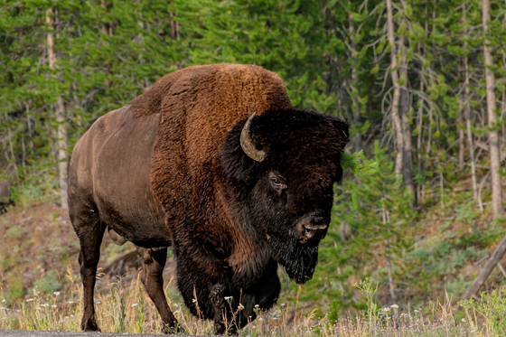 Yellowstone National Park