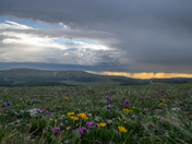 Bighorn National Forest