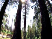 Yosemite National Park 
