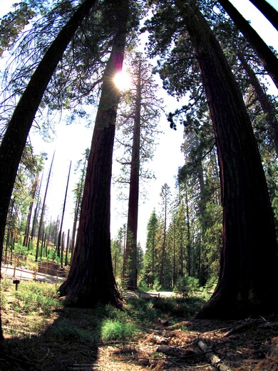 Yosemite National Park 