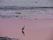 Bombay Hook National Wildlife Refuge