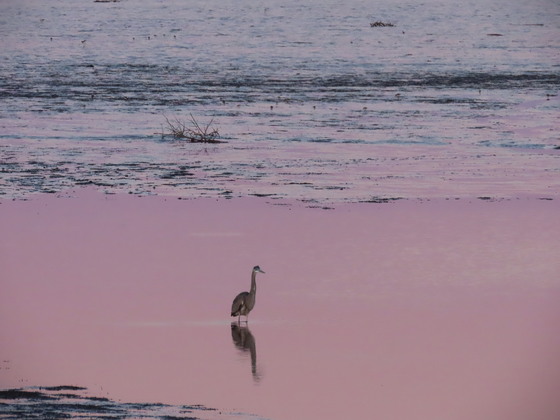 Bombay Hook National Wildlife Refuge