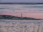 Bombay Hook National Wildlife Refuge