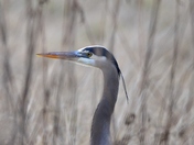 the hiding heron