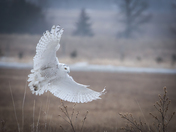 Snowy Owl in flight