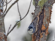White-breasted Nuthatch