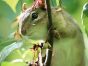 Eastern chipmunk