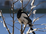 Magpie infrosty tree