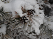 Hoarfrost pine