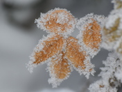 Frosty leaves