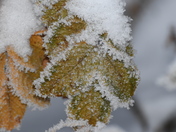 Frosty green leaves