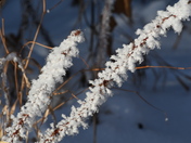 Hoarfrost weeds