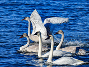 Trumpeter Swans on Skaha Lake (New Years Day 2023)