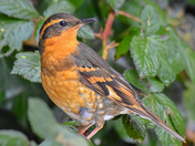 Varied Thrush 